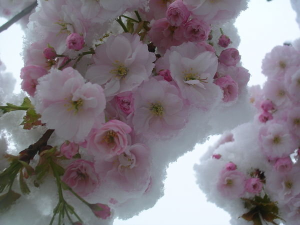 Snow coated pink cherry