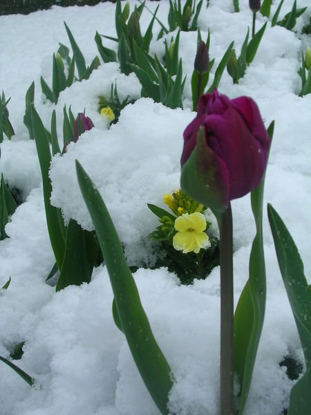 Tulip in snow