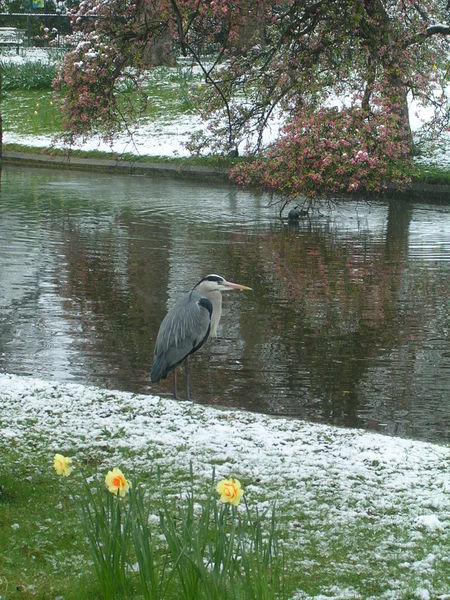 Cold and miserable-looking heron in Regents Pk