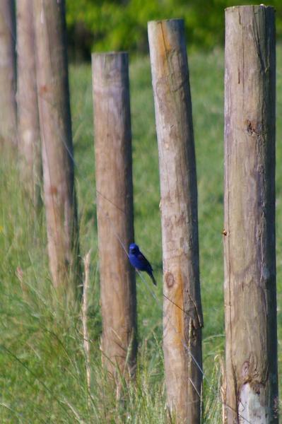 Moutain Bluebird