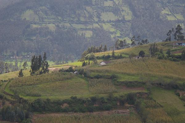 Agricultural plots on the side of the Andes