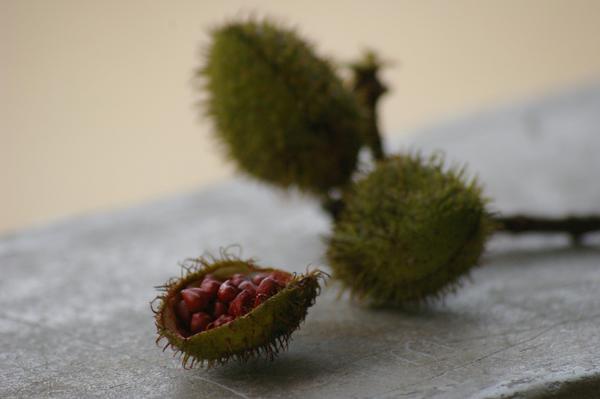 Achiote Seed