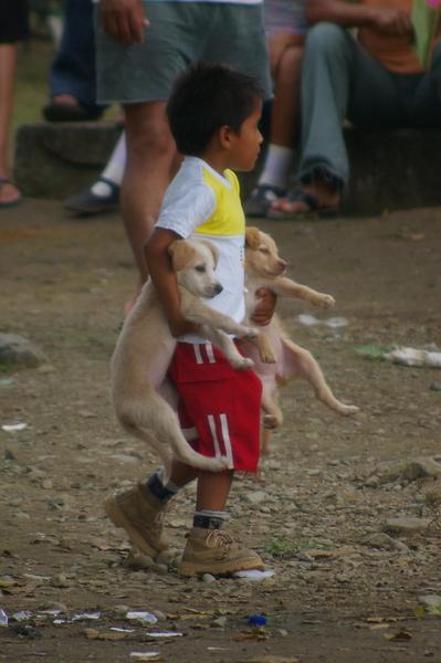 Child with Dogs