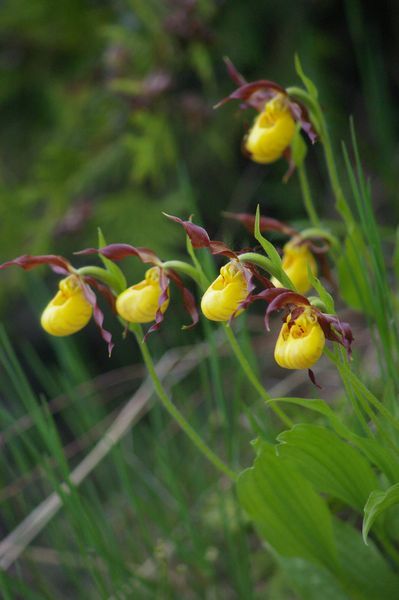 Yellow-Lady Slipper Orchids