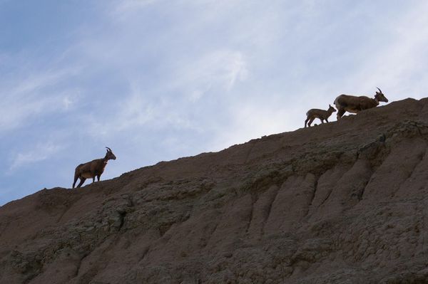 Mountain Goats Along the Ridgeline