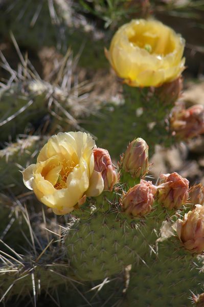 Prickly Pear Cacti in Full Bloom