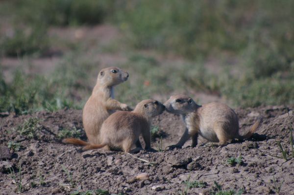 Young Prairie Dog Pups