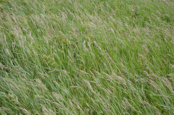 Windswept Grasses of the Prairie