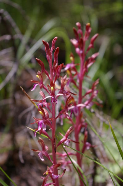 Pacific Coralroot Orchid