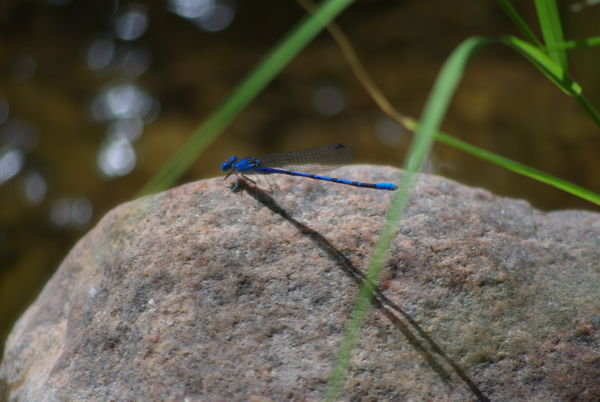 Dragon Fly at Angel Creek