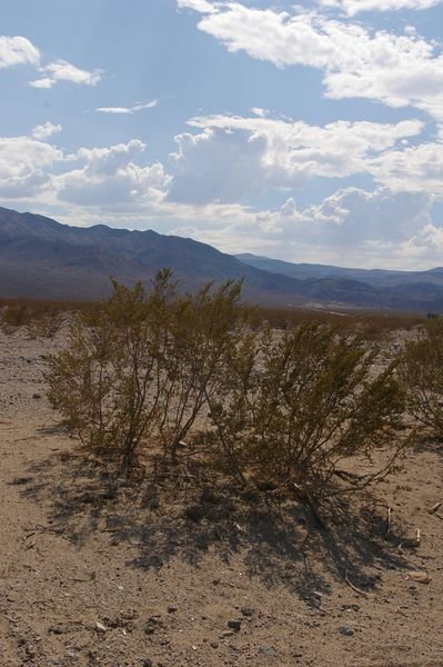 Scrub Brush in Death Valley