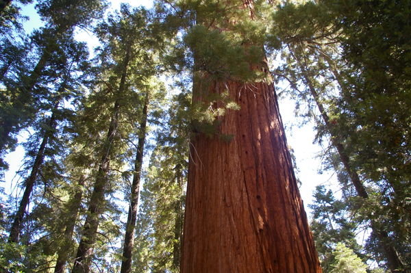Giant Sequoia National Monument