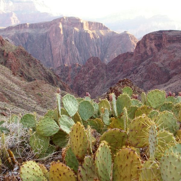 Cactus and Canyon