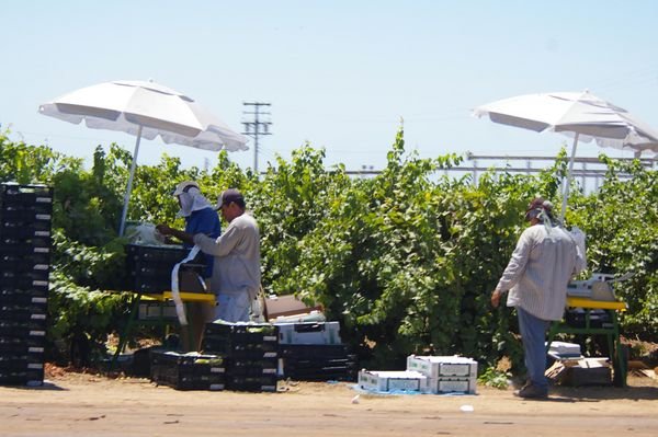 Commercial Grape Harvest