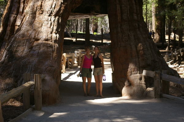Standing inside a Redwood