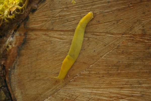 Infamous Banana Slug