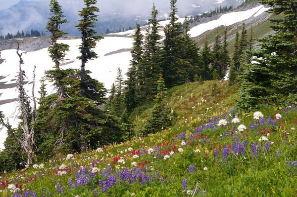 Alpine Meadow Wildflowers