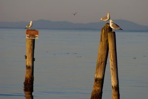 Seagulls on Dock Posts