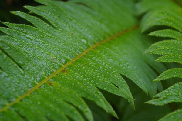 Ferns Covered with Morning Dew