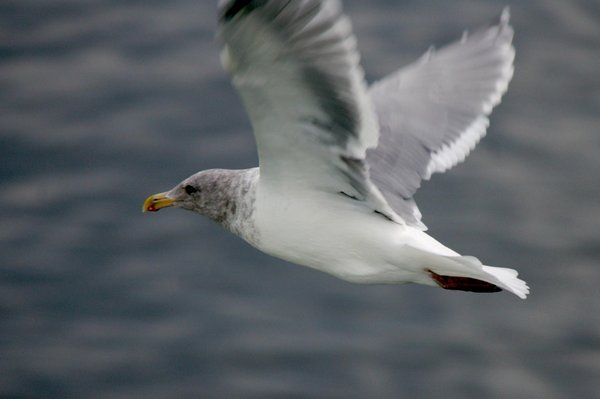 Seagull Takes Flight