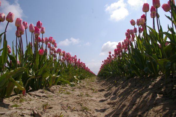 Rows of Pink Tulips