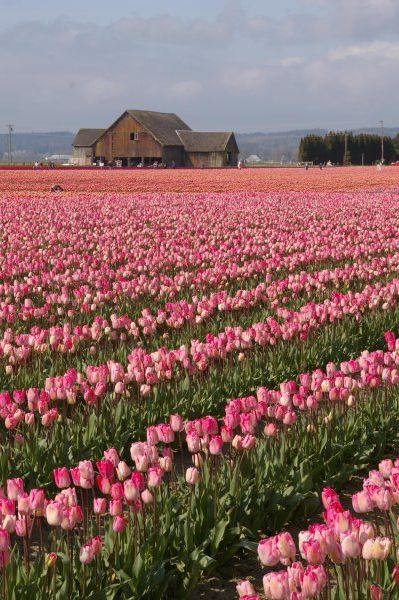 Barn and Pink Tulips