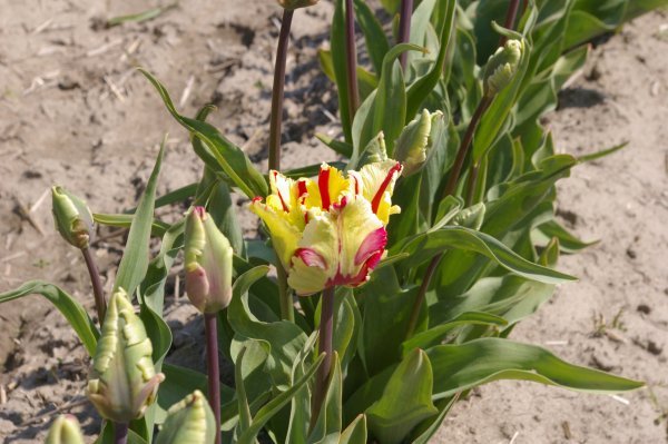 Stolen Tulip Photo!