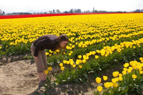 Stop and Smell the Roses. Er...Tulips. 