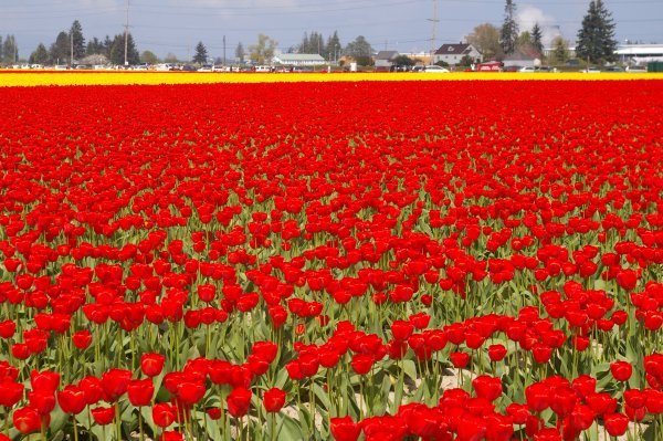 Field of Red