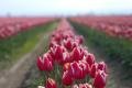 Pink Tulips in a Row