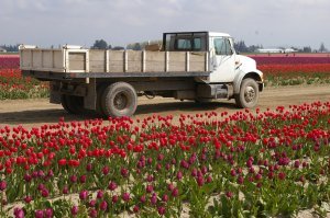 Tulip Truck