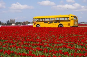 School Bus and Tulips