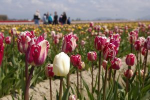 Walking through Tulips