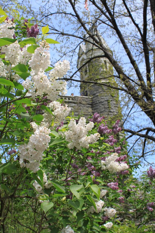 Lilacs and Belvedere Castle