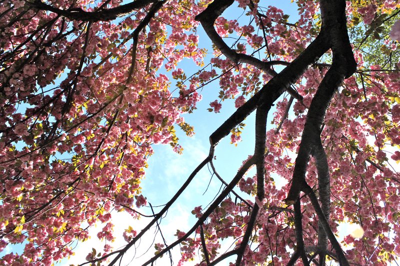 Cherry Blossoms and Sunshine