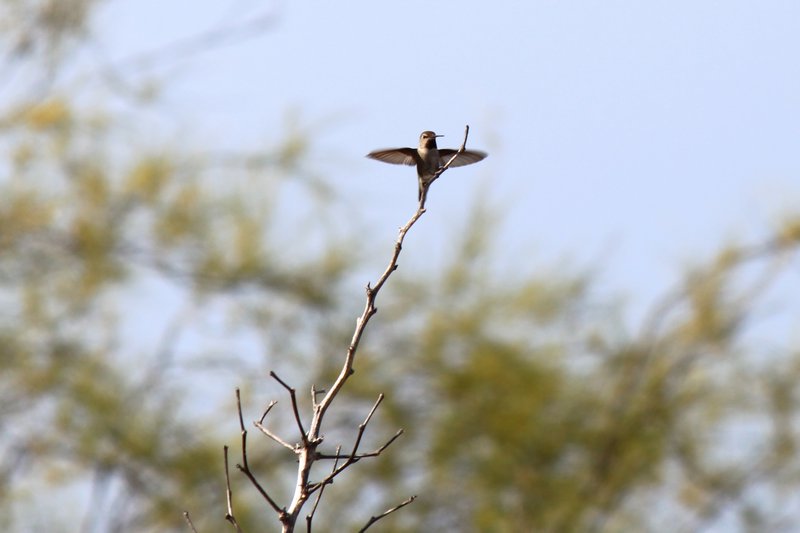 Hummingbird in Balboa Park