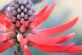 Flower of the Naked Coral Tree