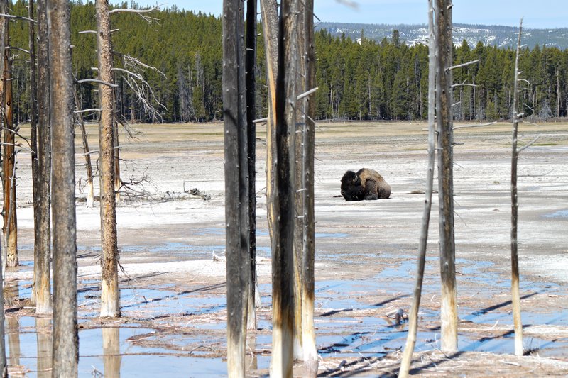 Bison on the Thermal Flats