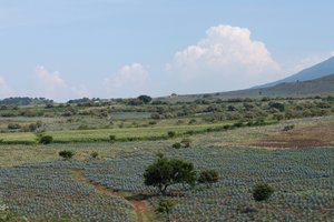Fields of Blue Agave