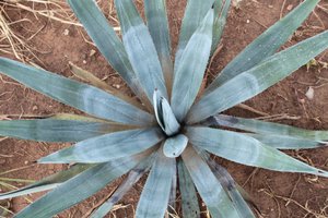 Agave Up Close