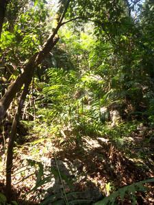 Belizean Jungle