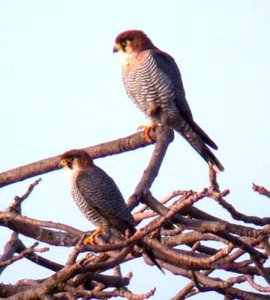 Red-necked Falcons