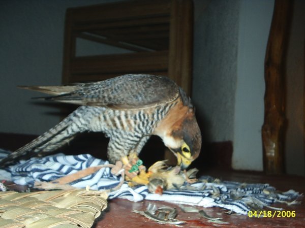 Red-necked Falcon eating