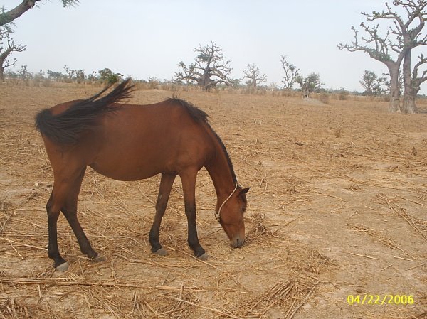 Afro-Arab horse