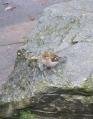 Resident Sparrow on slippery