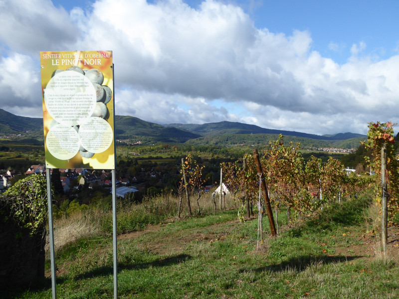 We went on a walk through the vines above Obernai and there were signs helping us to understand the process and different types of Alsace Wines