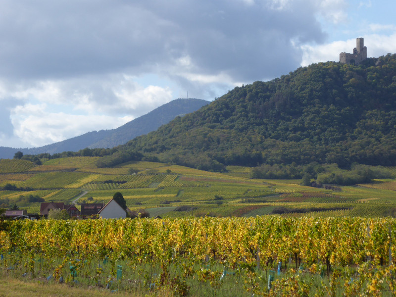 Vineyards, castle and mountains beyond