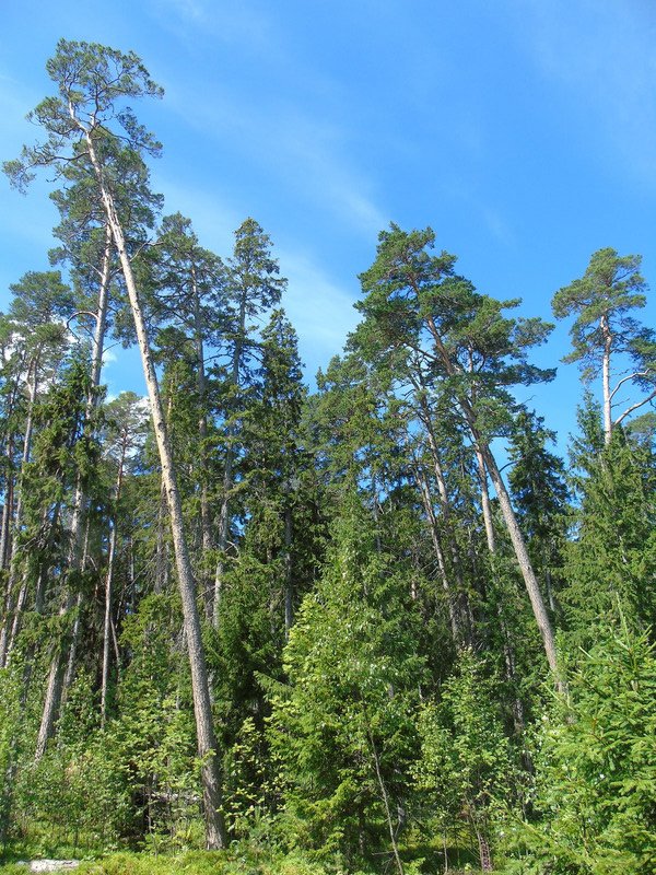 Many of the tall spruce trees were bent over by the wind on the exposed peninsular