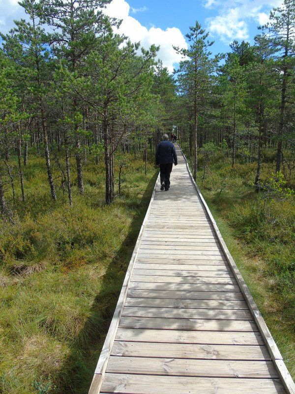 The board walk started quite wide through stunted trees
