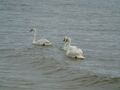 For not the first time this trip, we saw swans swimming in the sea